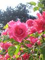 20060709_Queen_Elizabeth_Park